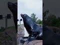 Cardinals Players Take Over the Zoo 😂 | St. Louis Cardinals