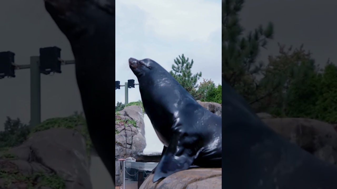 Cardinals Players Take Over the Zoo π | St. Louis Cardinals