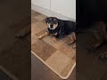 Hallo !! #puppy #doggielife #funny #dog #pets #cute #doglife #lynette #love #animals