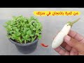 افضل طريقة لزراعة الباذنجان الأبيض من ثمرة باذنجان عندك في المنزل
