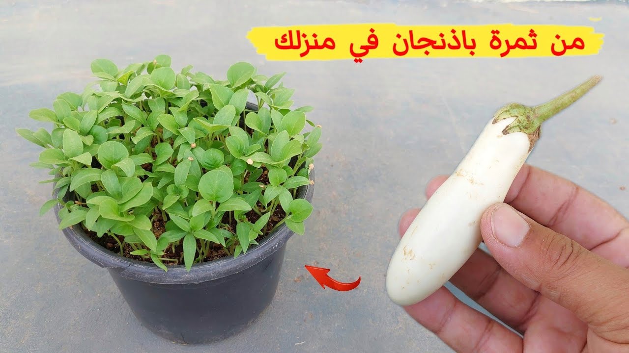 افضل طريقة لزراعة الباذنجان الأبيض من ثمرة باذنجان عندك في المنزل
