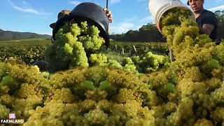 US Farmers Produce Millions Of Tons Of Grapes this Way — US Grapes Farming documentary