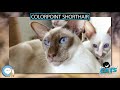 Colorpoint Shorthair 🐱🦁🐯 EVERYTHING CATS 🐯🦁🐱 の動画、YouTube動画。