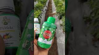 हरव मरच थरपस पढर मश फवरण Green Chillie Exodus And Perfect Sprey तकररज रच