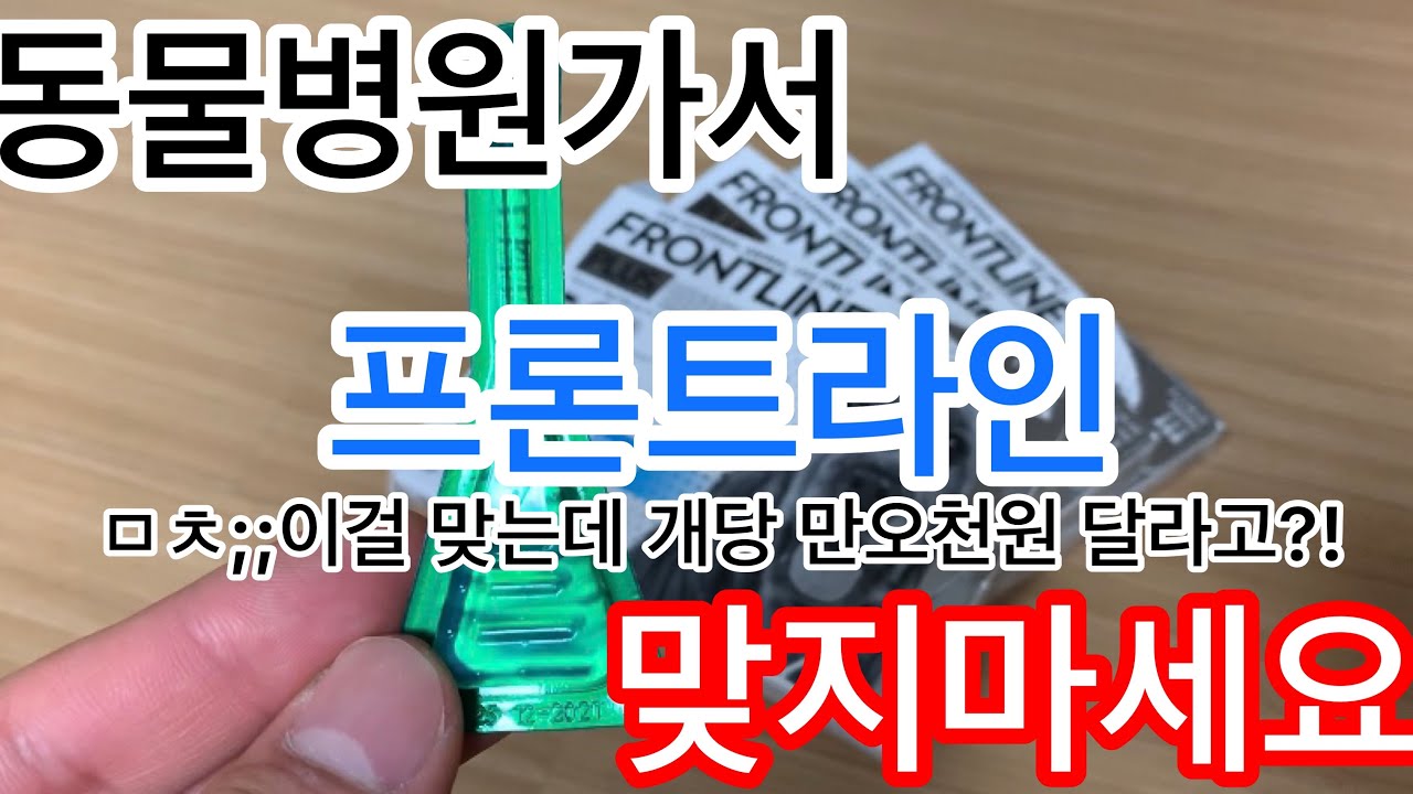 동물병원가서 진드기퇴치제 제거약 프론트라인 맞지 마세요! 강아지 진드기 제거 방법 아주 간단해!ㅣ여행작가 서승현