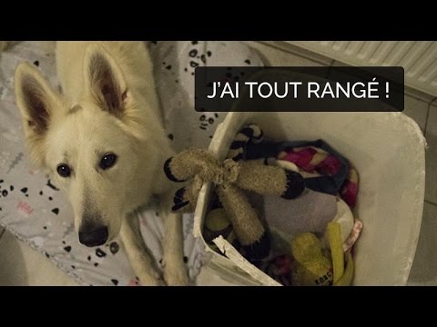 Vidéo: Comment apprendre à votre chien à mâcher ses jouets - et non vos affaires!