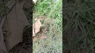 wauu klou rejeki nga.kmn #videoshortsviral #amazing