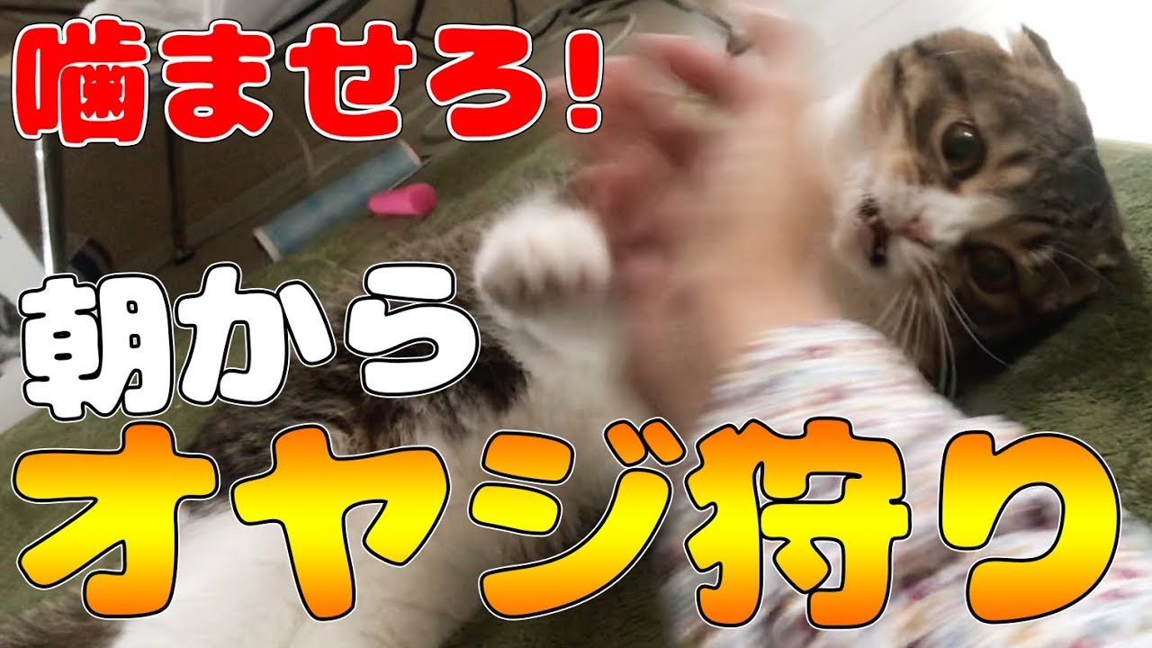 朝からおっさんに本気の噛みで闘魂を注入してくれる猫 Youtube