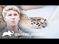 Delicada operación a tortuga que tragó anzuelos| Los Irwin: Robert al rescate | Animal Planet