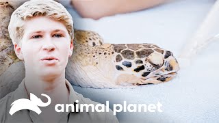 Delicada operación a tortuga que tragó anzuelos| Los Irwin: Robert al rescate | Animal Planet