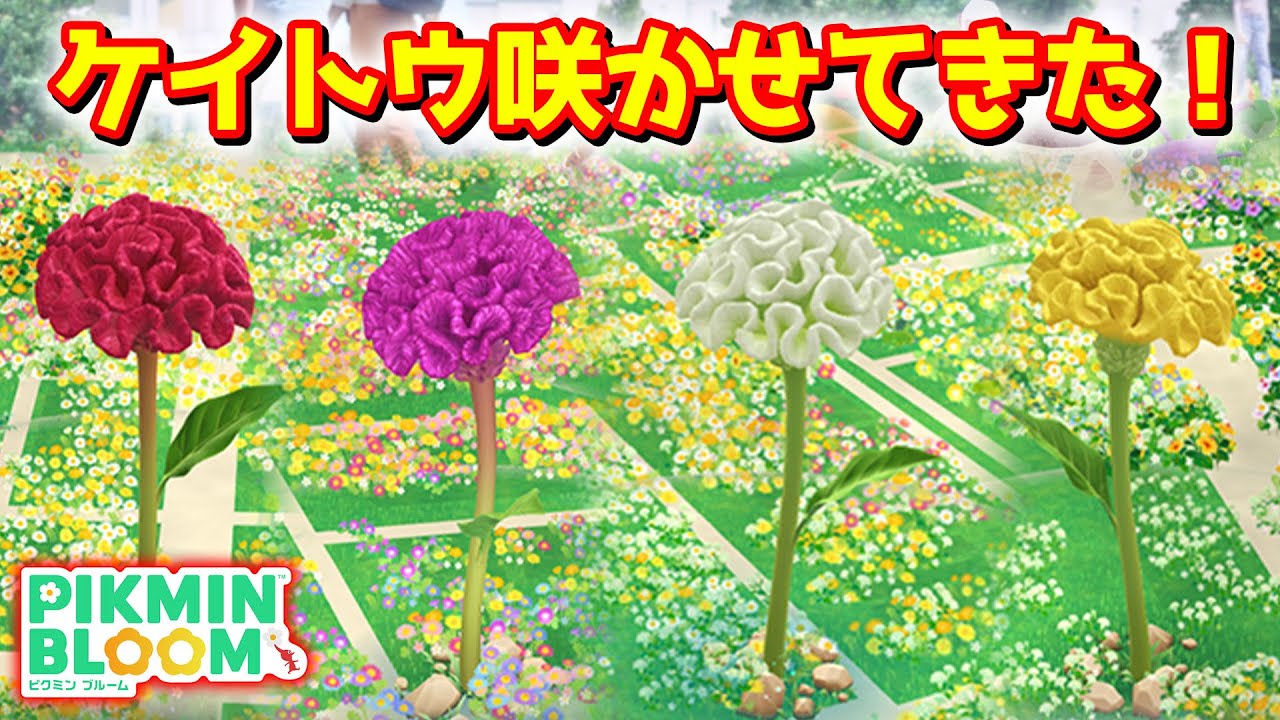 【びくみん】 Pikmin Bloom] I've made the cockscomb bloom! [Pikmin Bloom] - YouTube
