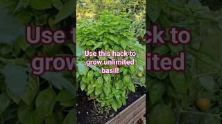 🌿 Want an endless supply of basil without buying new plants? Watch this!! #containergardening