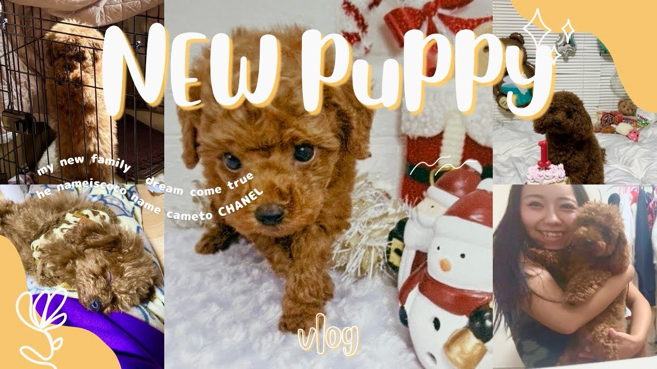 My new puppy🐶　夢が叶いました💭#puppy #トイプードル #newpuppy 