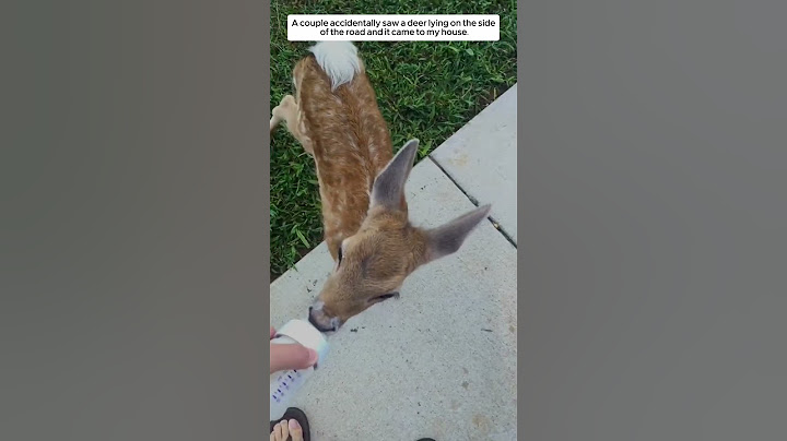 A couple accidentally saw a deer lying on the side of the road and it came to my house #shorts