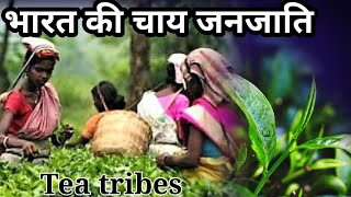 भारत की एकमात्र जनजाति चाय जनजाति/tea tribes/ex tea tribes/tea tribes in Assam