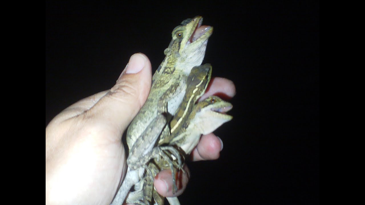 Catching Basilisk in Florida (Basiliscus vittatus) YouTube