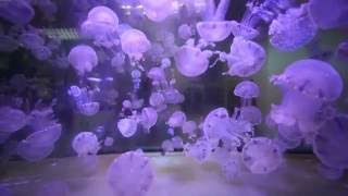 Cubic Jellyfish Tanks - Orbit 20, Pulse 160 Jellyfish Aquariums