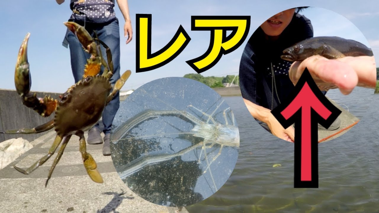 手長エビ釣りしてたらカニと魚も釣れました。 - MaxresDefault