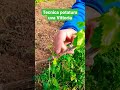 Potatura Vite uva da tavola Vittoria 💪🍇
