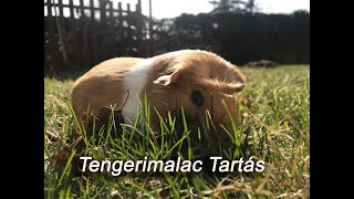 Tmt honlapja (tengeri malacok társasága) - Nyitóoldal - A tengerimalac betegségei