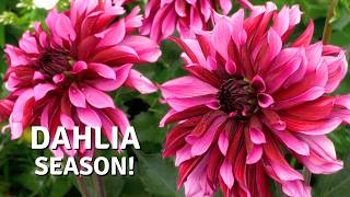 The Dahlias Are Blooming! Beautiful Plant Combinations // Cottoverdi