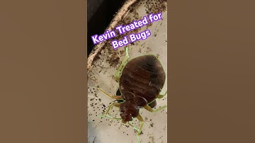 NEVER WANTS BED BUGS AGAIN! #bedbuginfestation #greenakerspc #diy