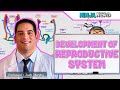 Embryology | Development of Reproductive System (Updated)