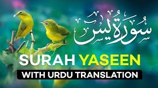 Surah Yasinyaseen Full With Arabic Beautiful Recitationedit Islamic Diamonds 