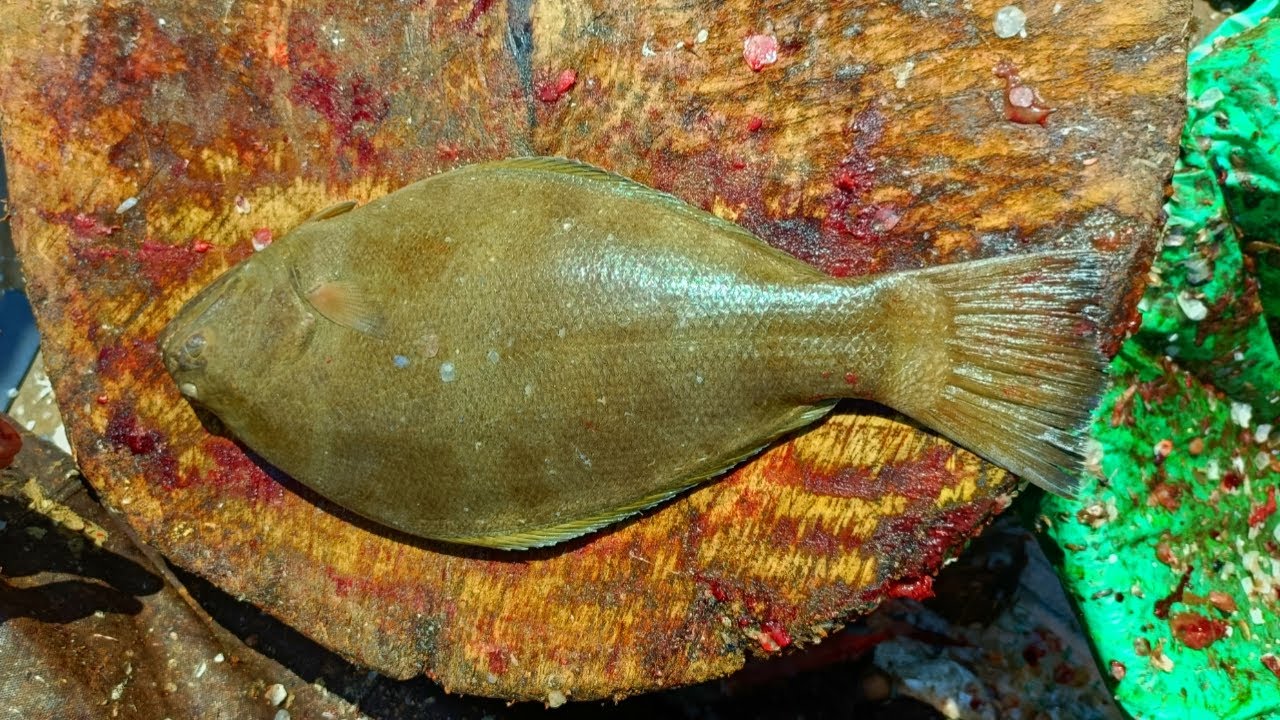 Seer Fish & Sole Fish Slice Cutting / India Fish Market / CT 360*🔪