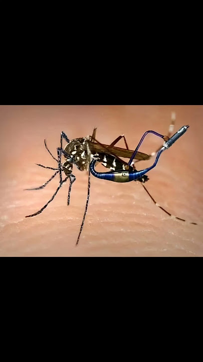 suara nyamuk bisa buat prank teman kalian