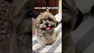 Watch til the end if you agree #shorts #cuteanimals #edit #dog