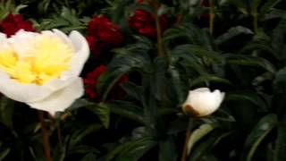 Lactiflora Honey Gold | R2 Flowers BV | Peonies