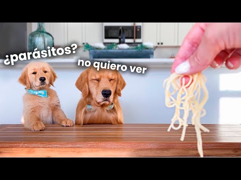 ¡Perro Prueba Comida con su Hijo! 🐶🍽️ | ¡Tucker en el Test de Sabores! 👨‍👦‍👦