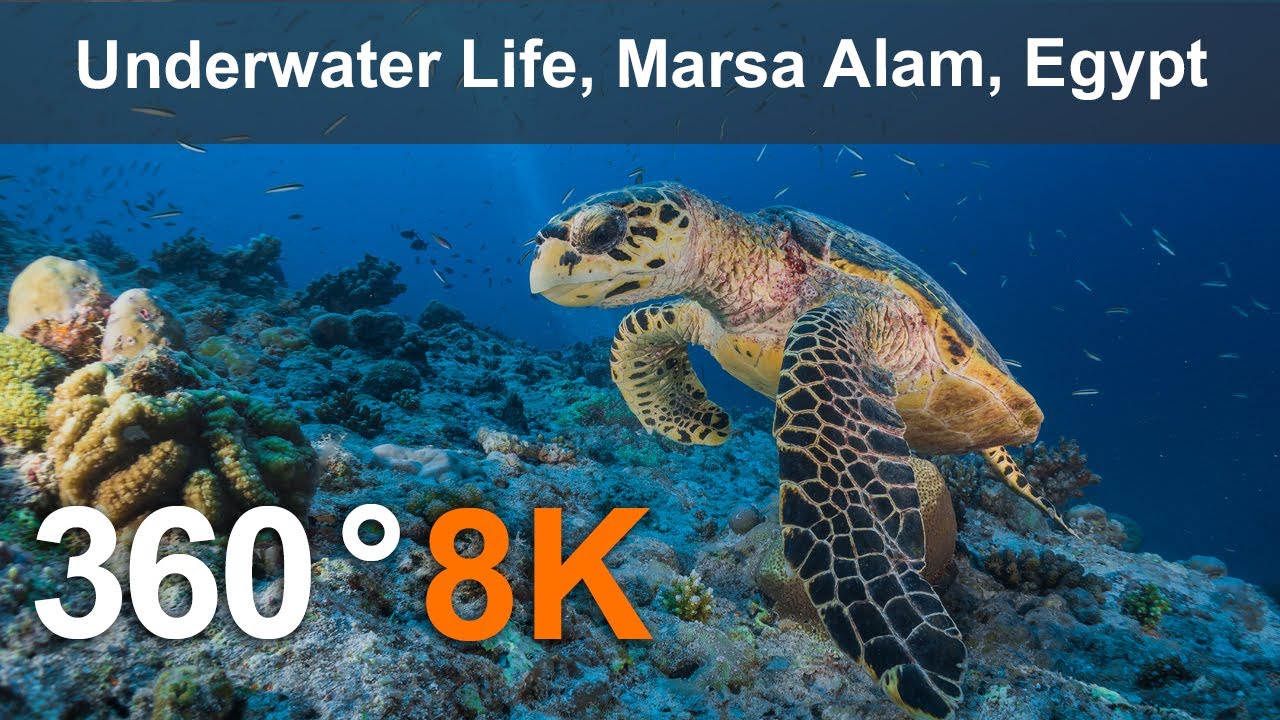 Underwater Life Marsa Alam Egypt 360 video in 8K