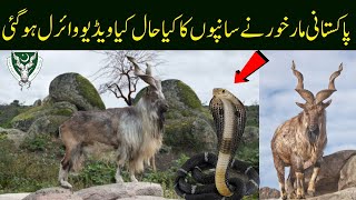 MOST AMAZING FACTS ABOUT MARKHOR | NATIONAL ANIMAL OF PAKISTAN | ISI | PAKISTAN ARMY | HINDI / URDU