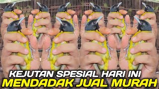 MELIMPAH RUAH BURUNG SAMYONG 1001 SUARA DIKIOS PASAR PRAMUKA ! SEMUA DIJUAL MURAH KAYA PERABOTAN by Kabar Kicau 9,975 views 7 days ago 23 minutes