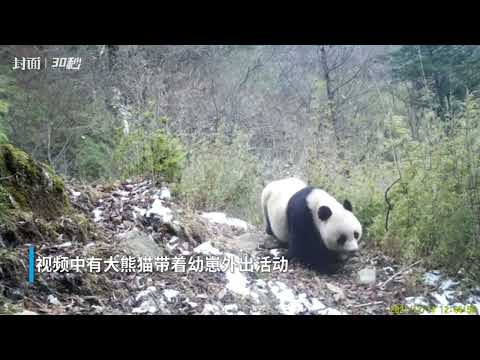 大熊猫带幼崽 金猫晒太阳……四川唐家河记录到多位“大咖”同框打卡画面