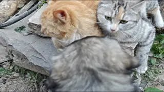 小奶狗挑战两只猫中大佬，猜猜怎么样！ by Little Zhang's Cats 215 views 2 weeks ago 1 minute, 54 seconds