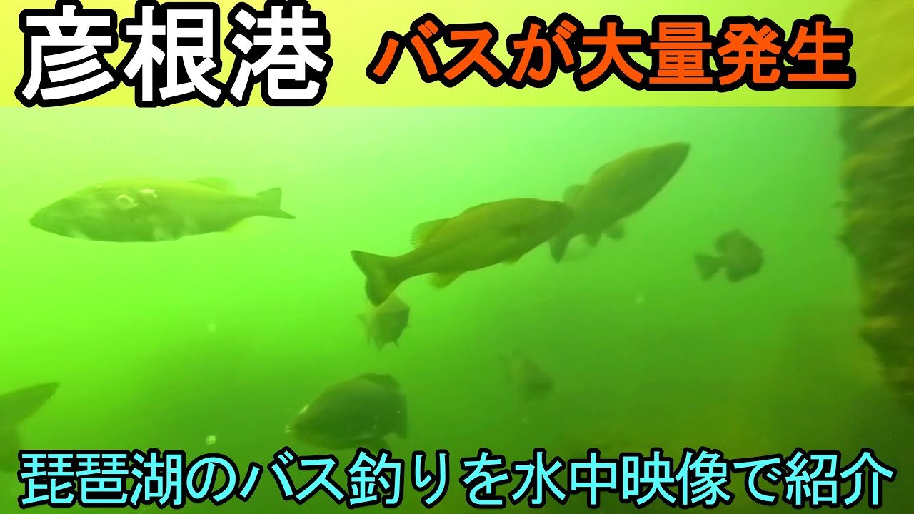 琵琶湖の彦根港のバス釣りポイントを水中動画で紹介！彦根港の釣りを攻略！