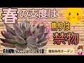 焦りは禁物！今出来る多肉事/少しずつ春支度　2026年3月7日　#雪国で育てる多肉 ＃春支度 #ガーデニング
