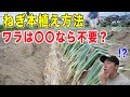 ねぎ本植え方法　株間は？溝の深さは？追肥・土寄せ時期など