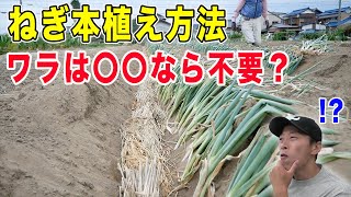 ねぎ本植え方法　株間は？溝の深さは？追肥・土寄せ時期など