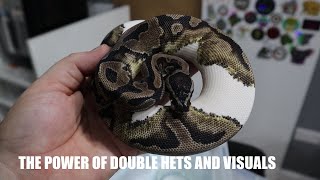 New Ball Python Arrivals and Het Pied to double visual Projects