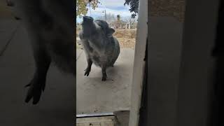 Peggy The Vietnamese Potbelly Pig