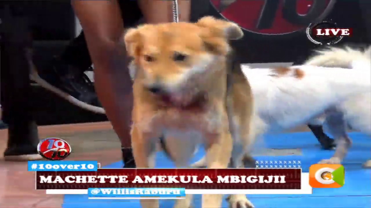 citizen tv live stream kenya Mbigijii imekulwa na ndogi...