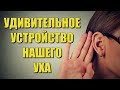 Удивительное устройство нашего уха