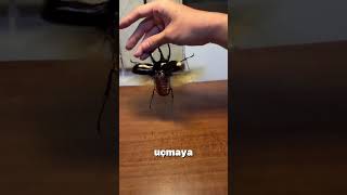 Uçan Gergedan Böceği 🧐