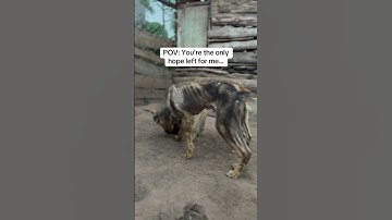 Please don’t scroll past. #DogRescue #AnimalRescue#fy  #SaveDogs #HungryDog #DogLovers #ViralShorts