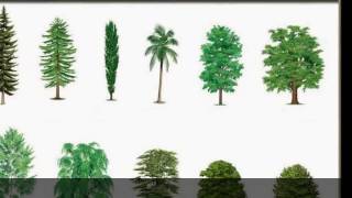 أنواع من الأشجار المشتركة
