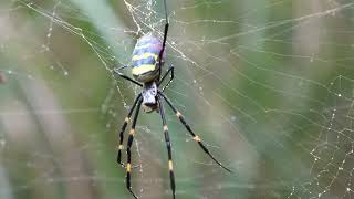 ジョロウグモ♀ジョロウグモ科Nephila clavata　2024年2月  沖縄本島